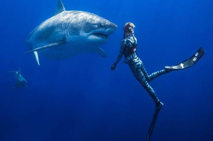 19+ Arti Mimpi Berkelahi Dengan Ikan Hiu