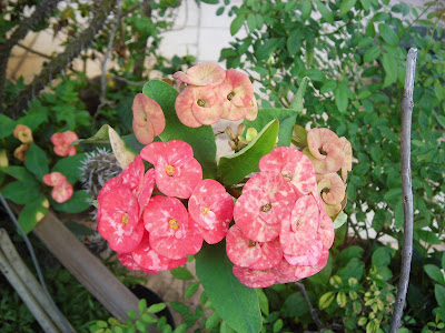 Euphorbia Flower