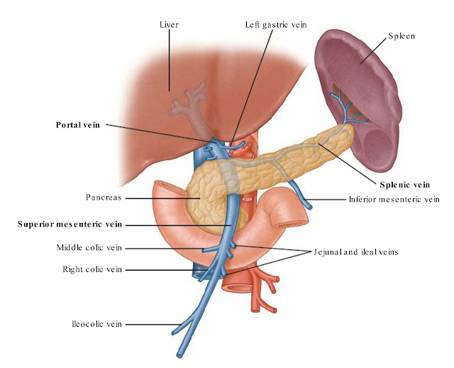 Medical Terms and Eponyms A-Z: Portal system