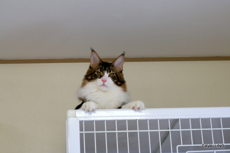 Cavallino 猫 ねこ ネコ キャットショーに行ってきました グランドチャンピオン達成