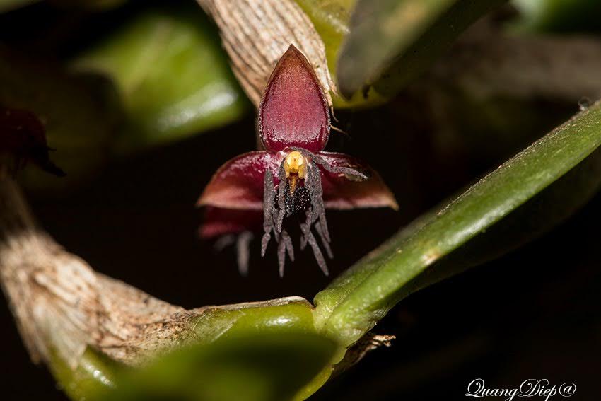 Bulbophyllum abbrevilabium