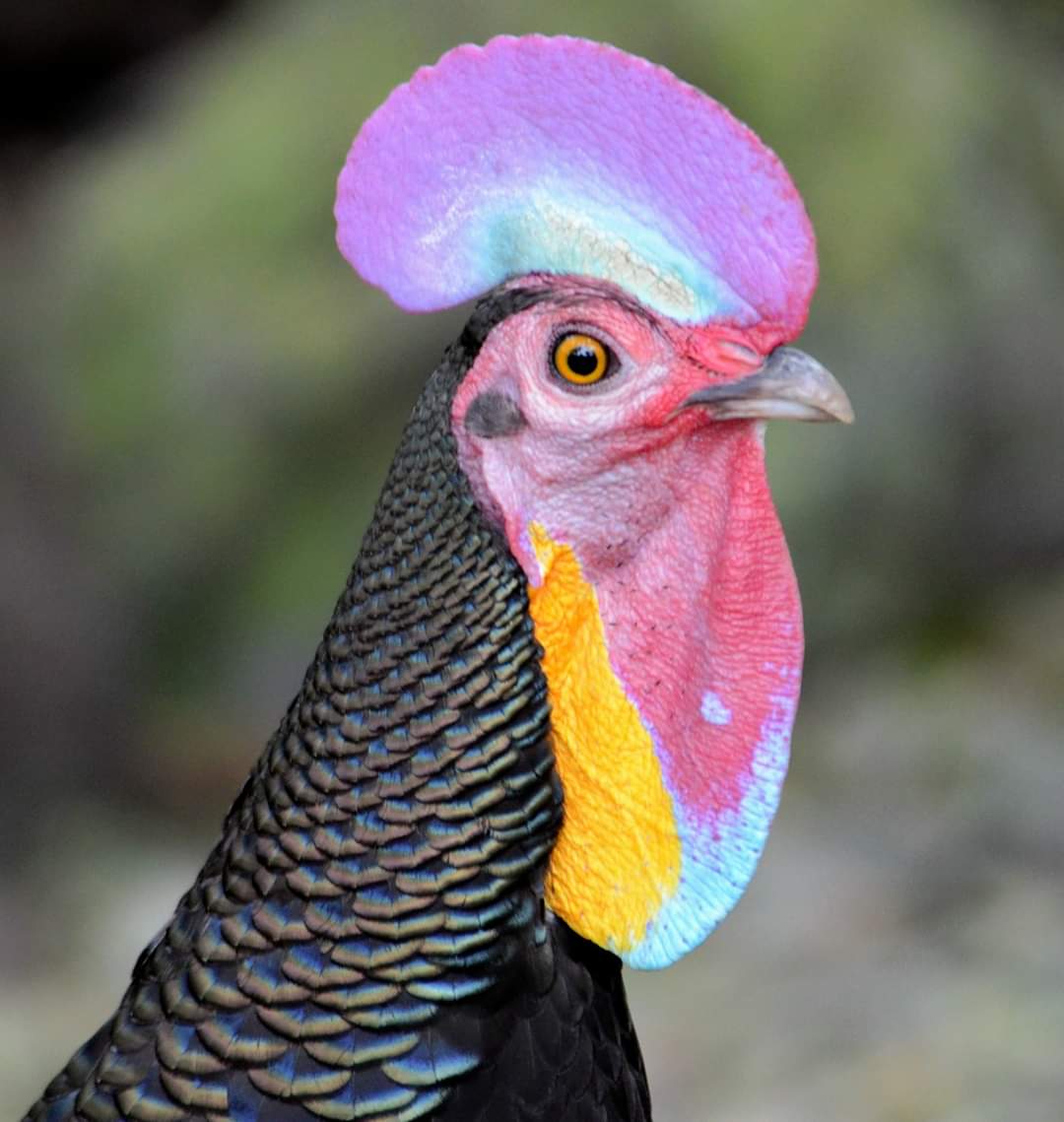 Green Junglefowl πράσινο πτηνό της ζούγκλας Ζωάκια 365