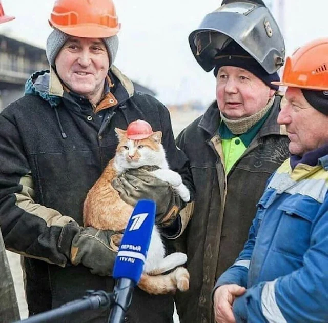 Cat wearing hard hat with construction workers