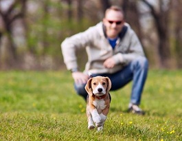 Pet Friendly Rehabs