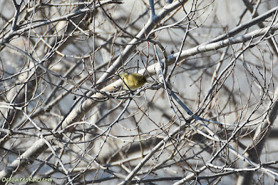 Mosquitero común (Phylloscopus collybita)