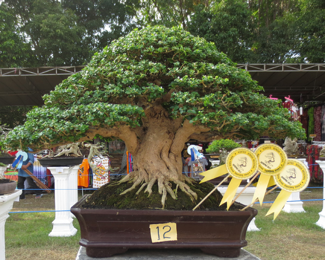 Harga Bonsai Sancang Termahal