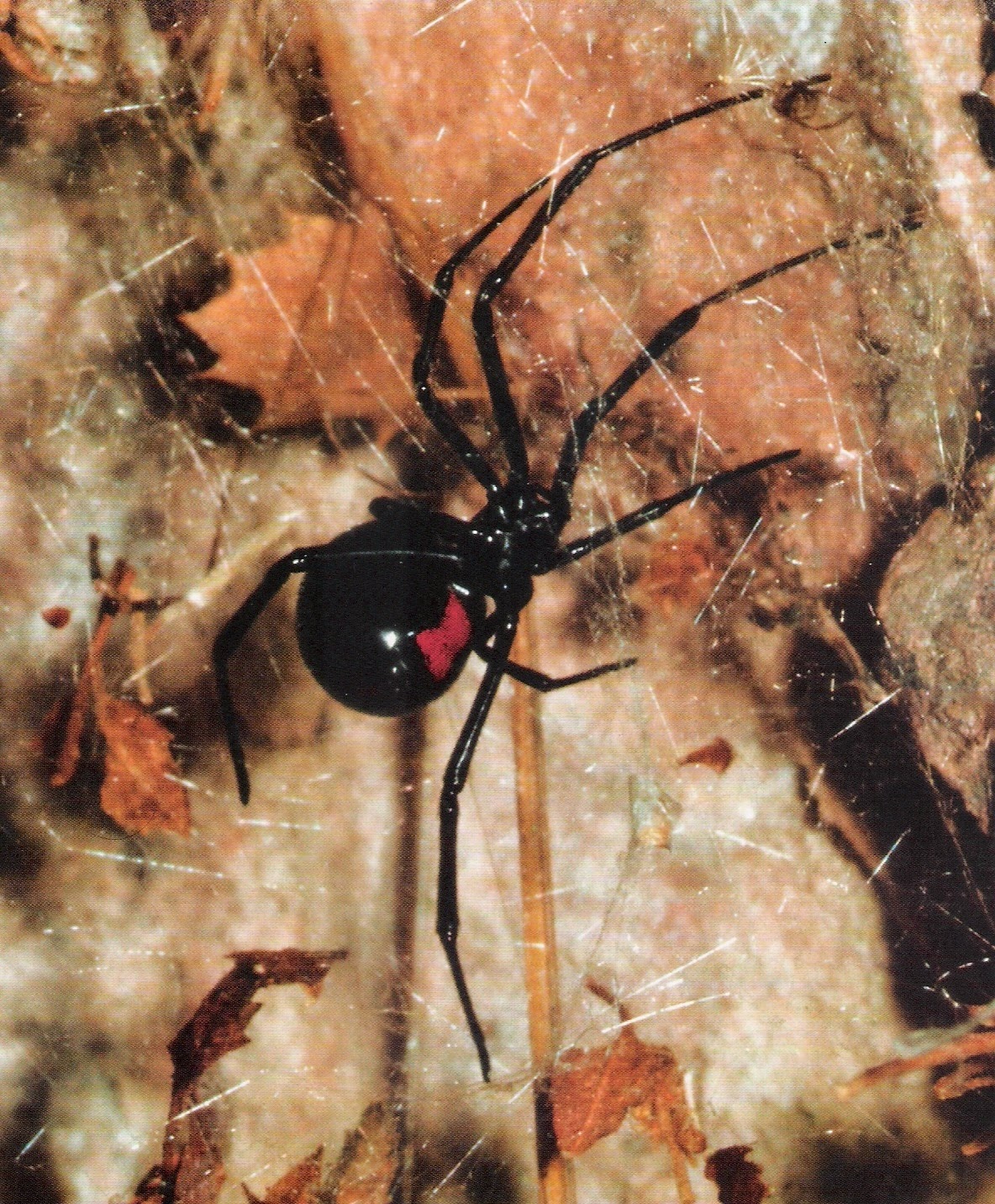 Zoológico Virtual do Koba Aranha Viúva Negra