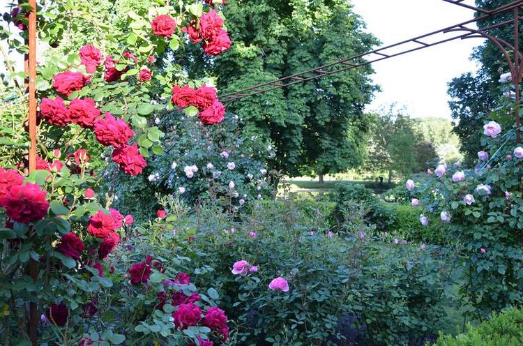 Rosas inglesas en una abadía francesa. Rosaleda David Austin en Abbaye de Morienval, Francia