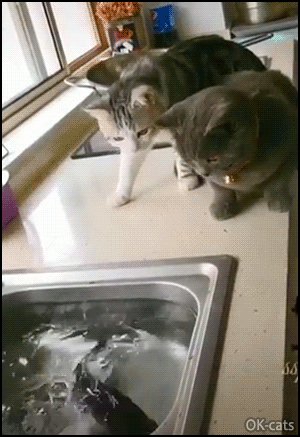 Crazy cat GIF • Big Ninja fish wildly attacks 2 curious cats from the sink! Crazy cat GIF • Big Ninja fish wildly attacks 2 curious cats from the sink!