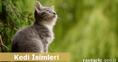 Rastgele Kedi Isimleri Disi Ve Erkek Rastgele Gen Tr