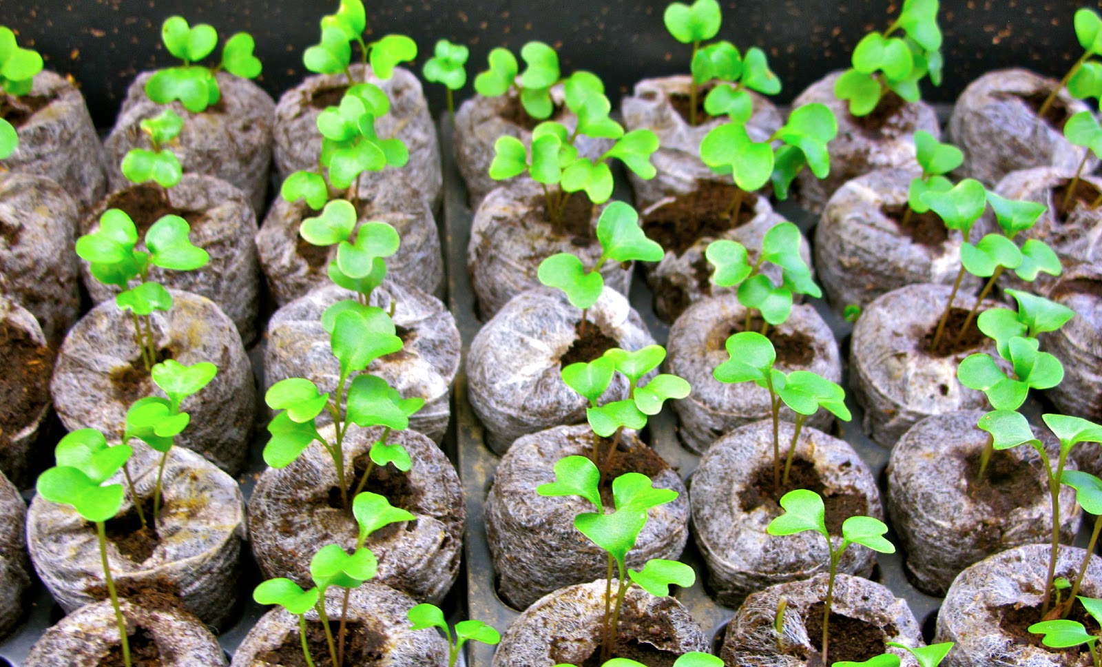 петуния в торфяных таблетках. как посеять петунию в торфяные таблетки. петуния в торфяных таблетках. как посеять петунию в торфяные таблетки. торфяные таблетки с петуньями.