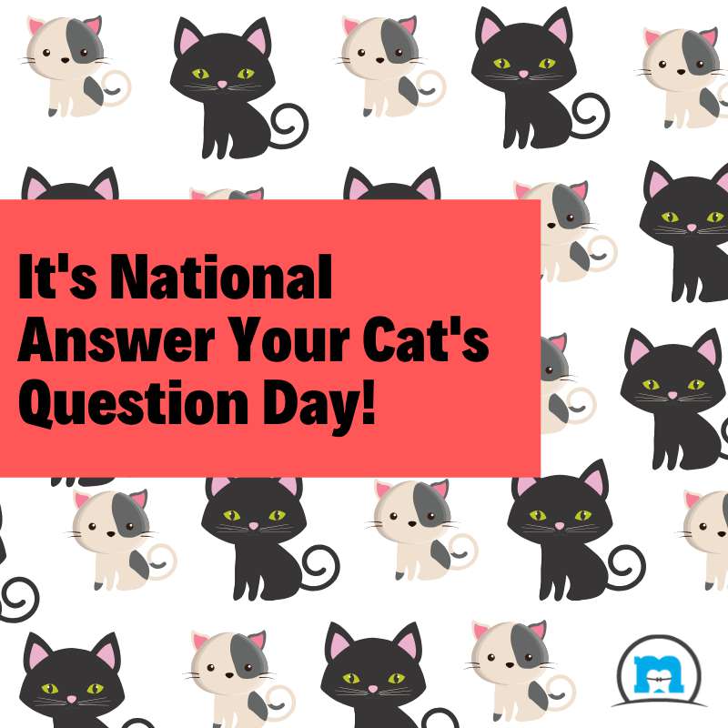 National Answer Your Cat's Questions Day Wishes Images