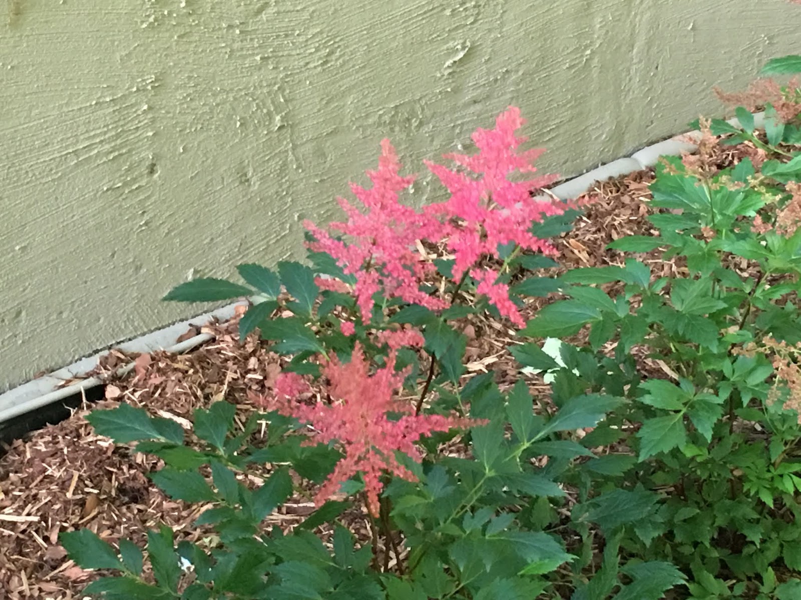 Goldmound Spirea Spiraea Japonica Goldmound In Crown Point