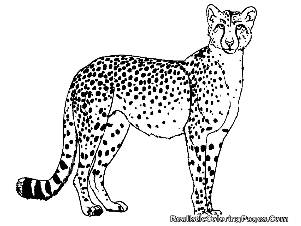 baby cheetah coloring pages - photo #26