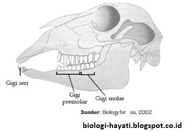 Sistem Pencernaan Makanan Pada Ruminansia