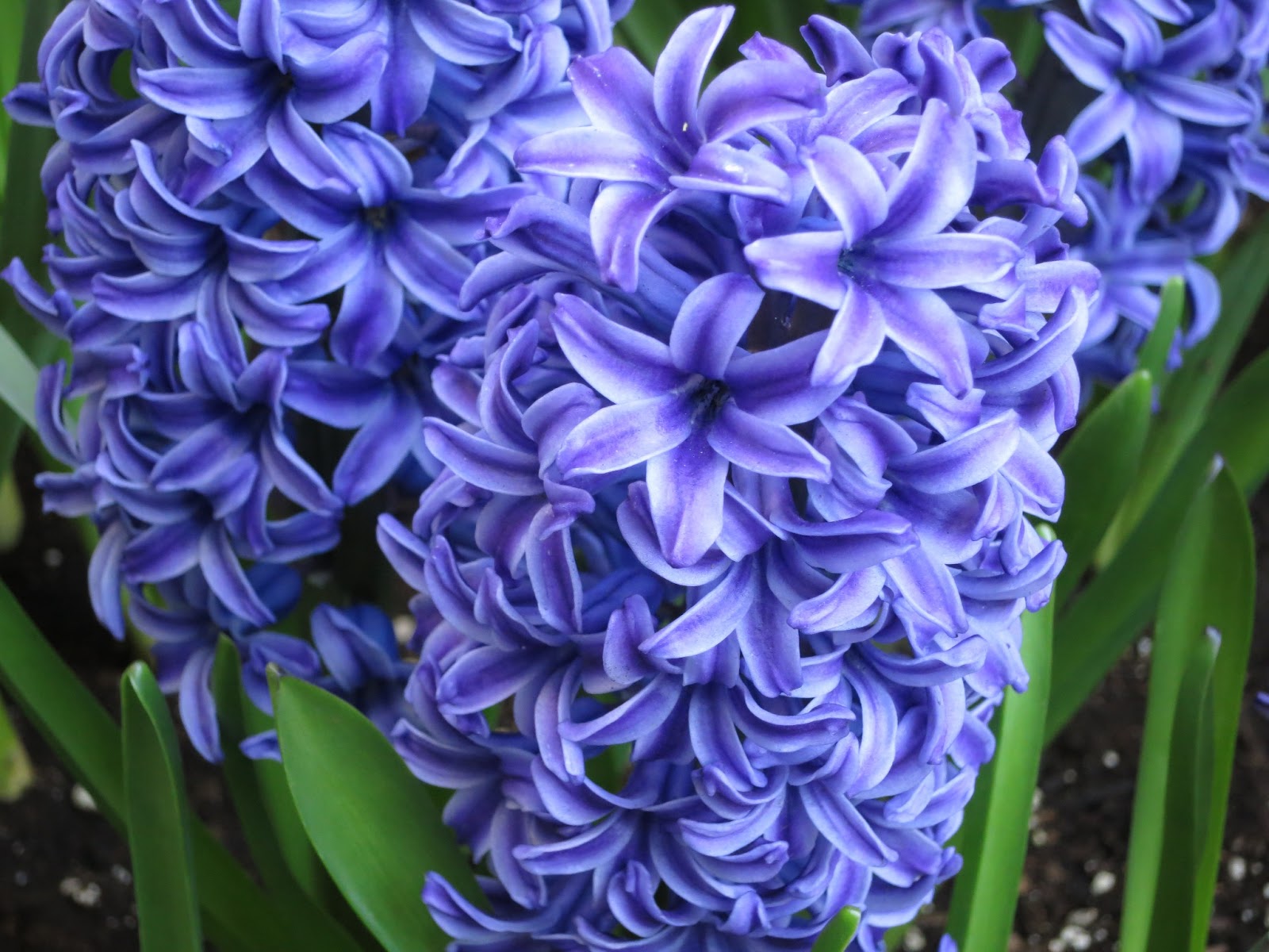 Flowers Hyacinth