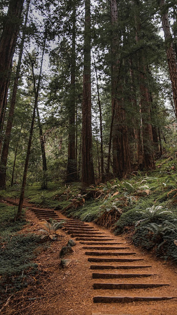 Wallpaper HD Stairs Path In the Forest