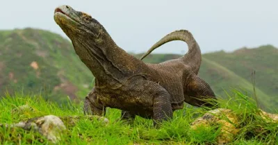 Komodo Varanus komodoensis - berbagaireviews.com