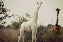 صيادون غير شرعيين يقتلون آخر زرافة بيضاء على الارض