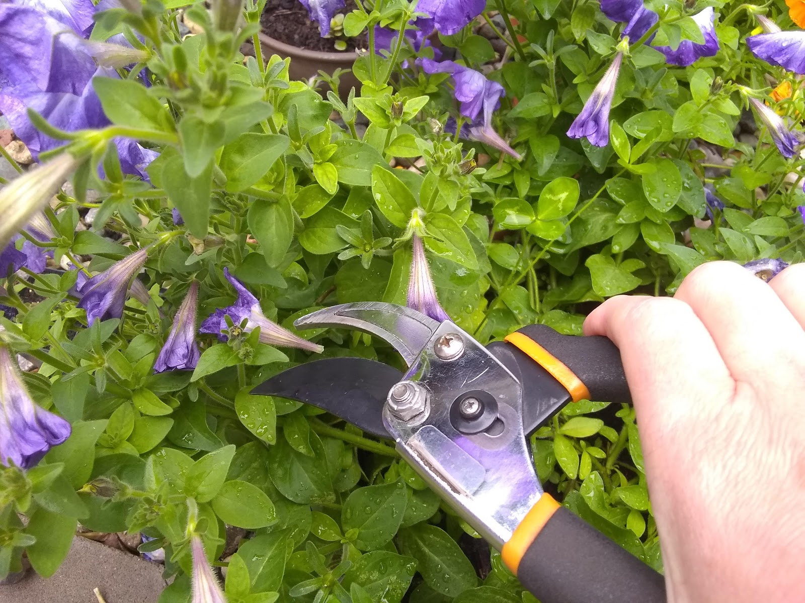 Garden Lady Linda Cutting back annuals