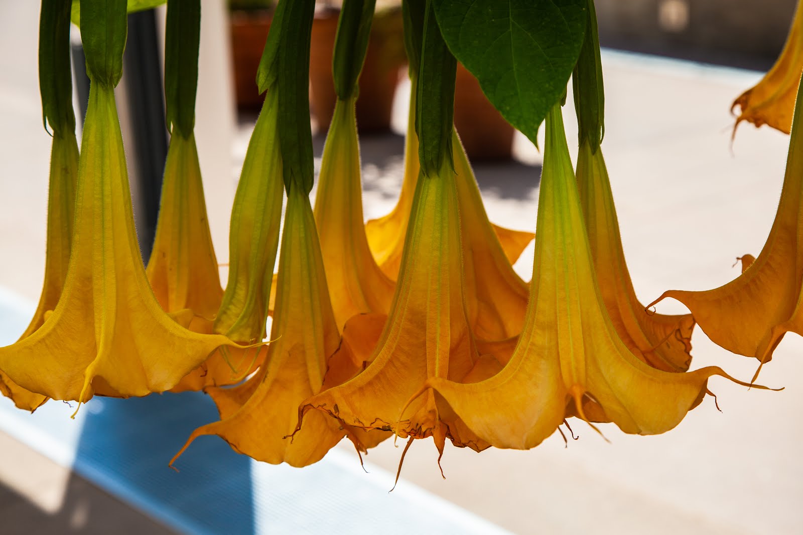 Walking Arizona Yellow Angel Trumpet Flowers