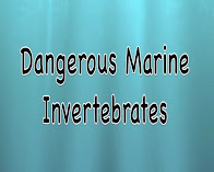 Coastal life -Dangerous- (video)