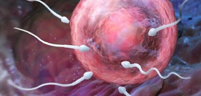 علامات الحمل علامات الحمل