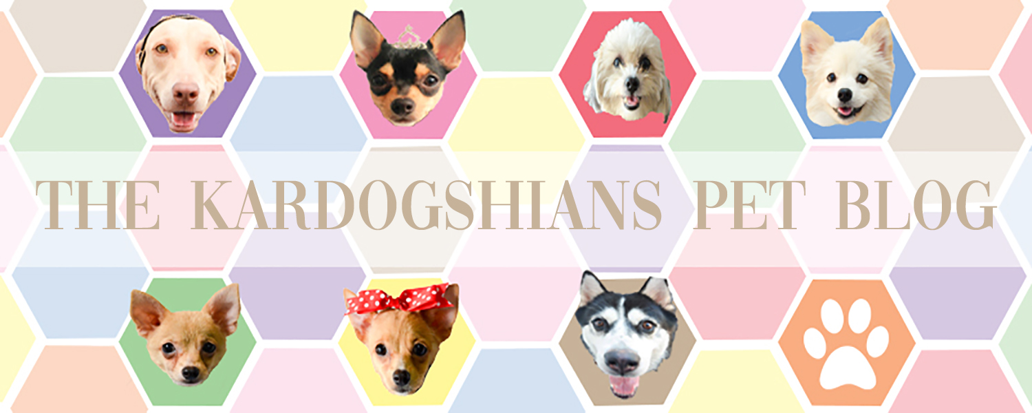 1500px x 600px - DIY Dog Spa (with Recipes and Recommended Products) - Kardogshians Pet Blog