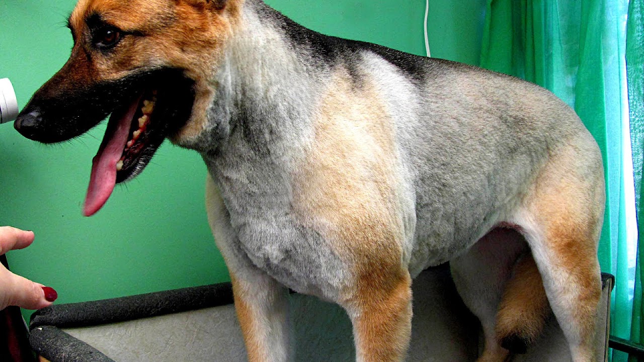 How To Groom A German Shepherd German Choices