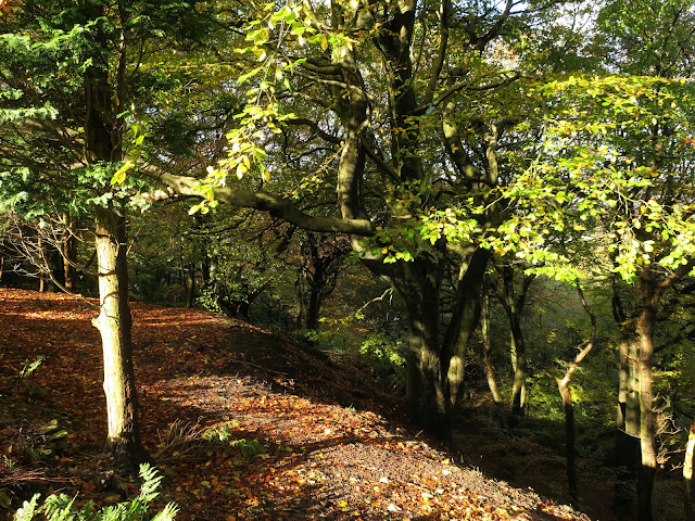 Autumn Woods, Mount Pellon, Halifax, West Yorkshire. 2nd November 2020. Autumn Woods, Mount Pellon, Halifax, West Yorkshire. 2nd November 2020.