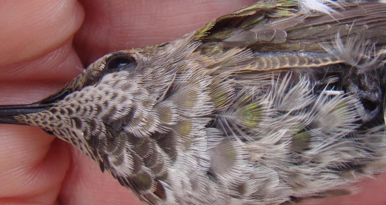 Surprised by Time: Hummingbird