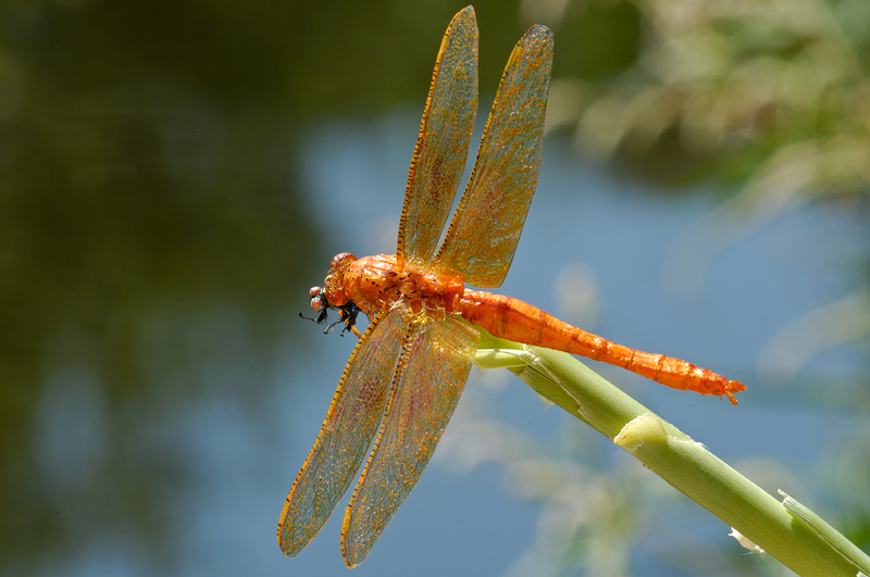 dragonfly wallpapers