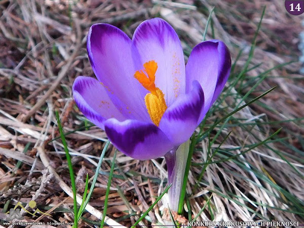 Szafran spiski (Crocus scepusiensis).