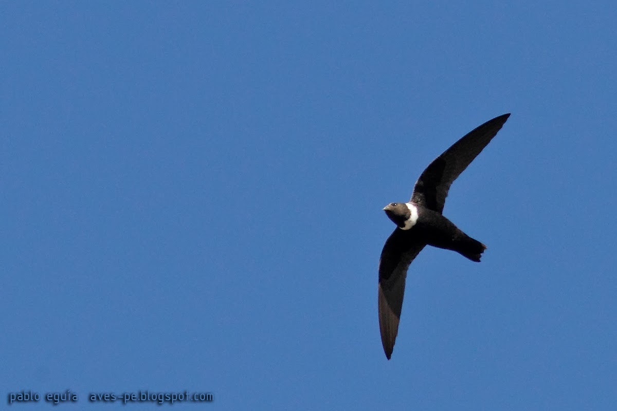 mis fotos de aves Streptoprocne zonaris Vencejo de Collar White