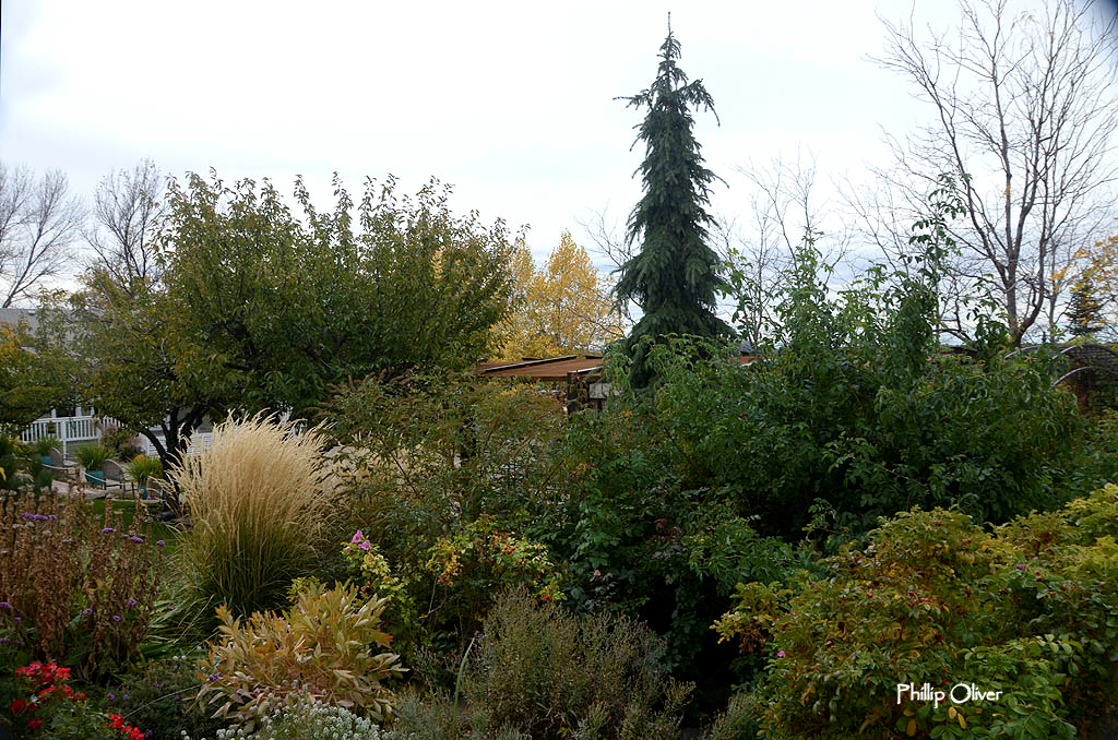 Evergreen Trees Boise