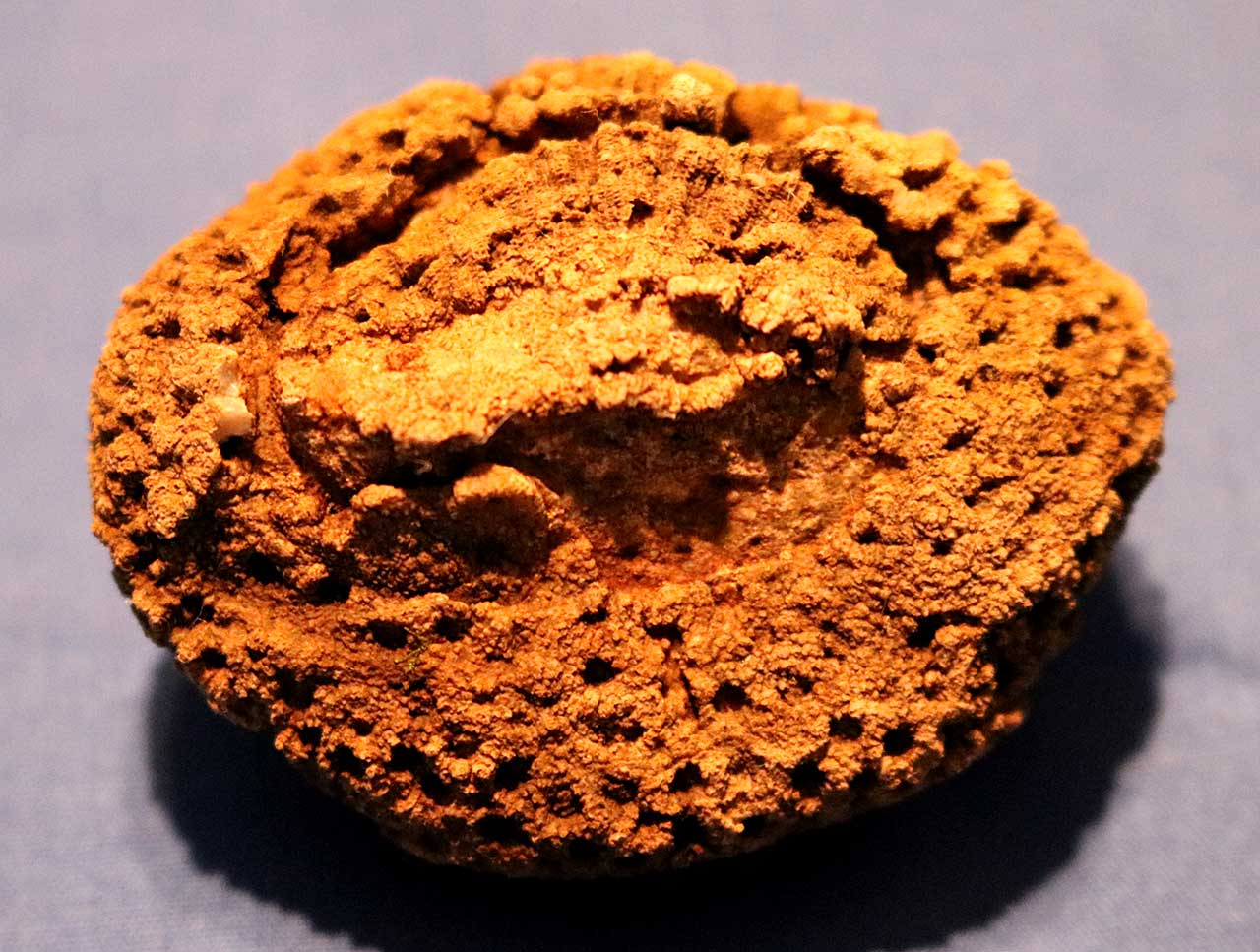 Louisville Fossils and Beyond Nashville Tennessee Coral Fossil