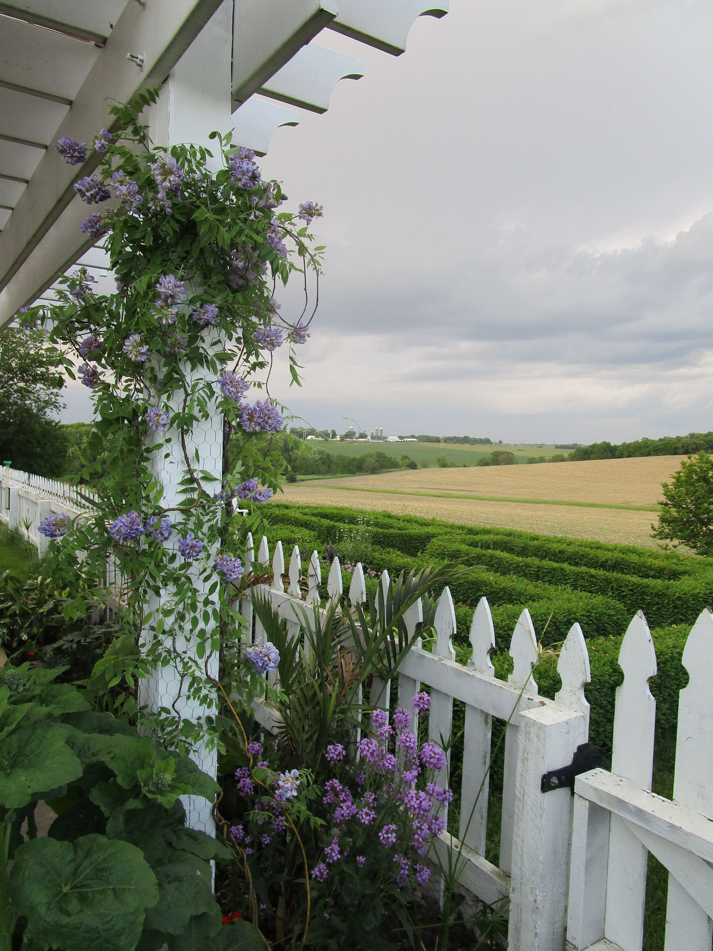 Garden Fancy June Flowers