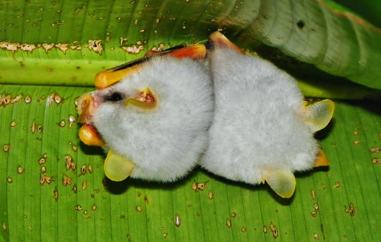 En Positivo Hn (+) Murciélago Blanco Hondureño
