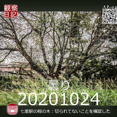 七里駅の桜の木の観察日記です。