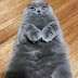 Weird Scottish Fold Pic