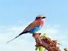  Top 5 Colorful Birds In The World; Lilac Breasted Roller, Golden Finch, Rainbow Lorikeet, Oriental Dwarf Kingfisher and Indian Peacock