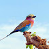  Top 5 Colorful Birds In The World; Lilac Breasted Roller, Golden Finch, Rainbow Lorikeet, Oriental Dwarf Kingfisher and Indian Peacock