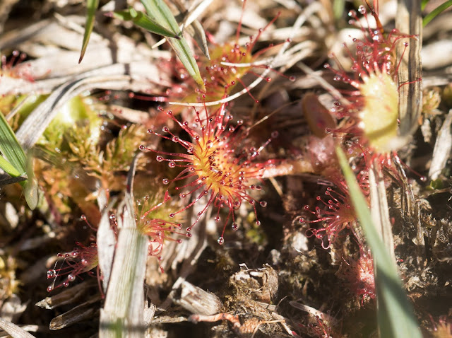 Round-leaved Sundew - Anglesey