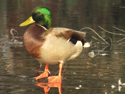 Colusa National Wildlife Refuge California birding hotspot