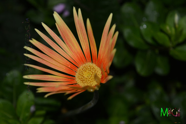 Metro Greens: Orange Gerbera Metro Greens: Orange Gerbera