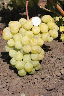 Лучшие сорта винограда крайнова: посадка и уход
