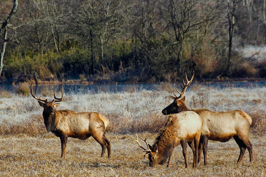 Arkansas Wildlife Photography Bull Elk Herd by 43/21