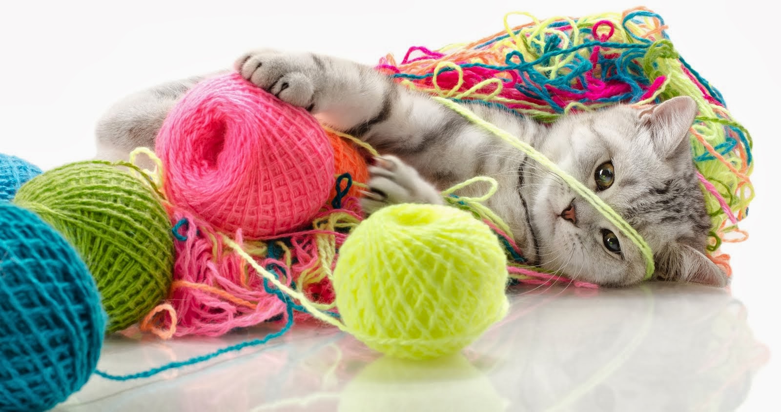 Señora Parker ¡Todo para tu mascota! Educa jugando con tu gatito