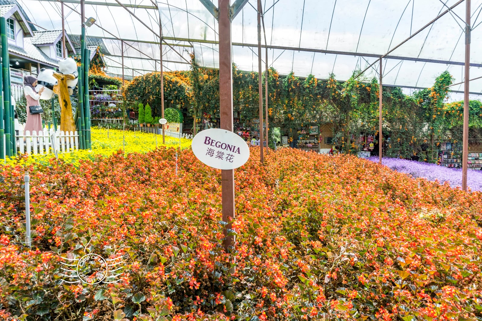 Lavender Garden @ Cameron Highlands, Pahang