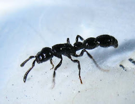 A major worker of Cerapachys ant